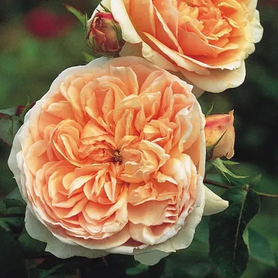 Изображение розы эвелин в восхитительных цветах