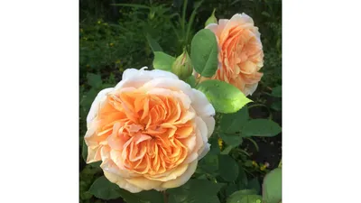 Роза эвелин в формате webp - фото