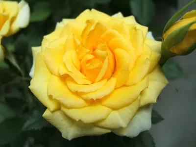 Фото розы эвелин с нежным освещением