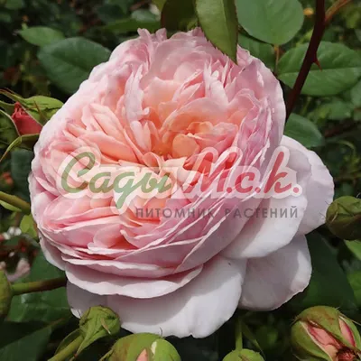 Картинка розы эвелин в высоком разрешении для печати