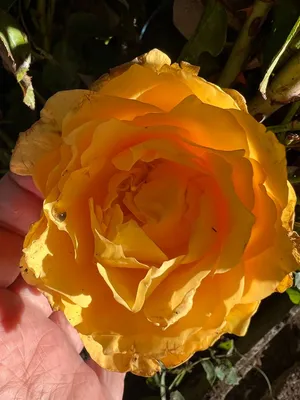 Изображение розы эвелин с бутоными ветками