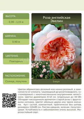Роза эвелин - вдохновение для любителей растений