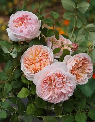Фотография розы эвелин сочных оттенков