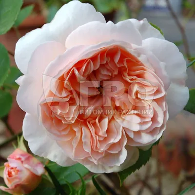Изображение розы эвелин с прозрачным фоном
