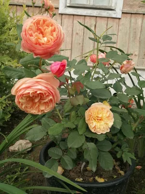 Фото бордовой розы эвелин в webp формате