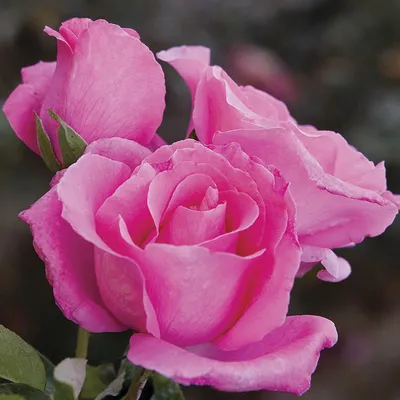 Роза европа: красивое изображение в формате jpg