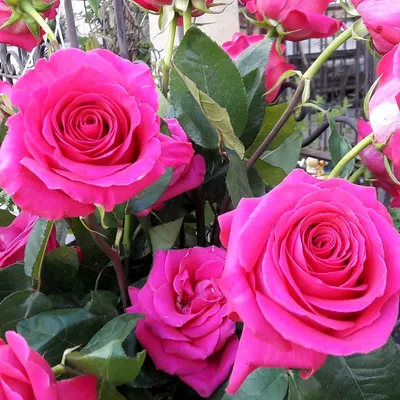 Увеличенная фотография розы европа для скачивания в png