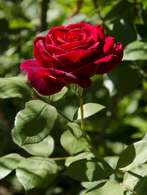 Удивительная фотография розы европы в png