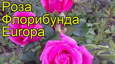 Лучшая фотка розы европа: jpg формат