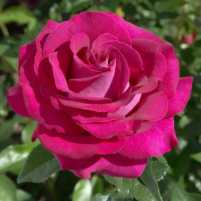 Уникальная фотка розы европа в jpg