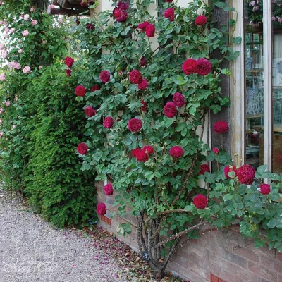 Фото розы фальстаф с возможностью выбора формата