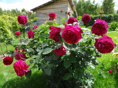 Фото розы фальстаф в формате webp
