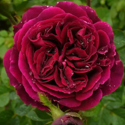 Изображение розы фальстаф с возможностью скачать в jpg формате