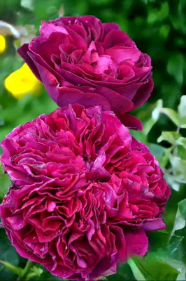 Фотография розы фальстаф с возможностью выбора размера и формата