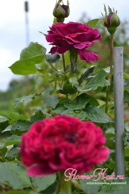 Изображение розы фальстаф для скачивания в jpg