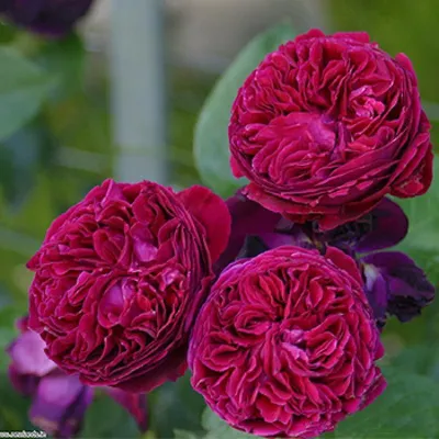 Красивая картинка розы фальстаф