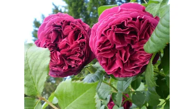 Фотография розы фальстаф в формате png для любых нужд