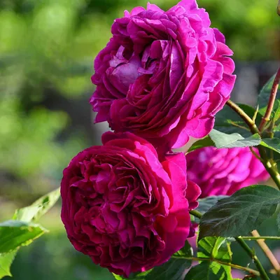 Изображение розы фальстаф в формате webp для загрузки