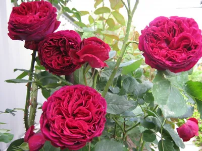 Фотография розы фальстаф с возможностью выбора размера и формата для загрузки