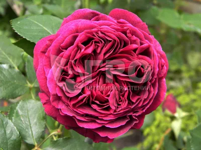 Фото розы фальстаф доступно в формате png