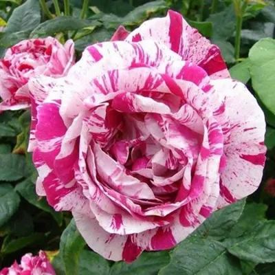 Красивая Роза Фердинанд Пичард на изображении в формате JPG