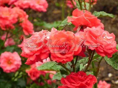 Роза фламенко: огненная красота на фото