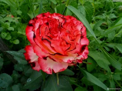 Великолепные розы фламенко на фото