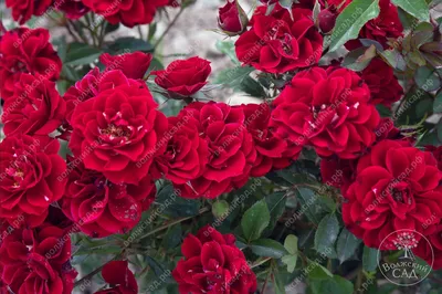 Уникальные фото розы фламенко
