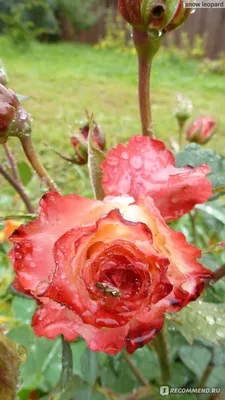 Фото розы фламенко: цветочная палитра во всей красе