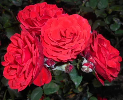 Фотография розы фламенко: красота в каждой детали