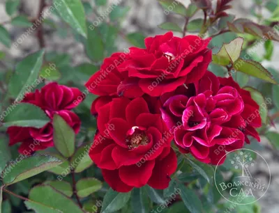 Удивительные фотографии розы фламенко