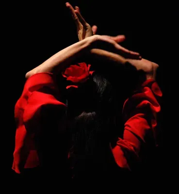 Фотографии розы фламенко для каждого вкуса