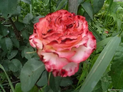 Фотография розы фламенко: эффектное сочетание теней и света