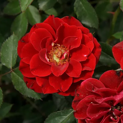 Роза фламенко во всей своей красе на фото