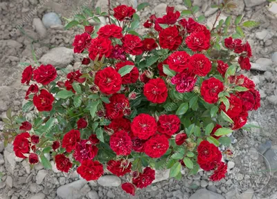 Фотка розы фламенко с возможностью выбора размера