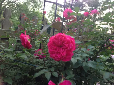 Великолепные фотографии розы фламенко