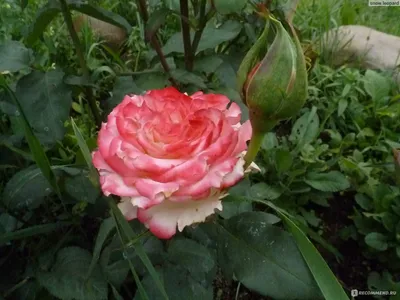 Уникальные фотографии розы фламенко в разных форматах