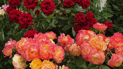 Фотка розы фламенко: идеальное сочетание цвета и формы