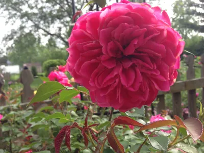 Фотография розы фламенко: идеальный выбор для цветочных коллекций