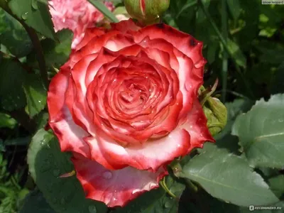 Впечатляющие фото розы фламенко