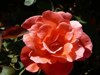 Фото розы фламенко: живописный момент красоты