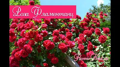 Великолепная фотография розы фламентанц