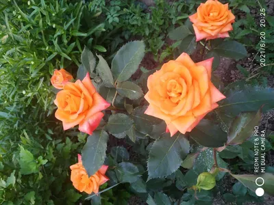 Роза флорибунда румба - фотка, которая подарит вам настроение
