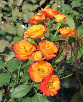 Яркая и привлекательная роза флорибунда - изображение вашего выбора