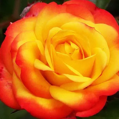 Фото розы флорибунда румба с ошеломляющей красотой