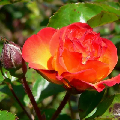 Фотография розы флорибунда румба для загрузки на ваш компьютер