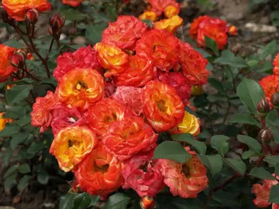 Изображение розы флорибунда румба в png формате для сохранения