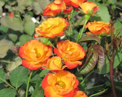 Фотка румба - чудесный снимок прекрасной розы флорибунда