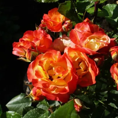 Уникальная фотография розы флорибунда румба с выбором размера изображения