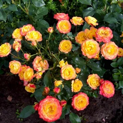 Фотография розы флорибунда румба с возможностью скачать в png